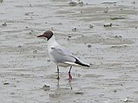 Mouette rieuse (Photo F. Mrugala) (1)